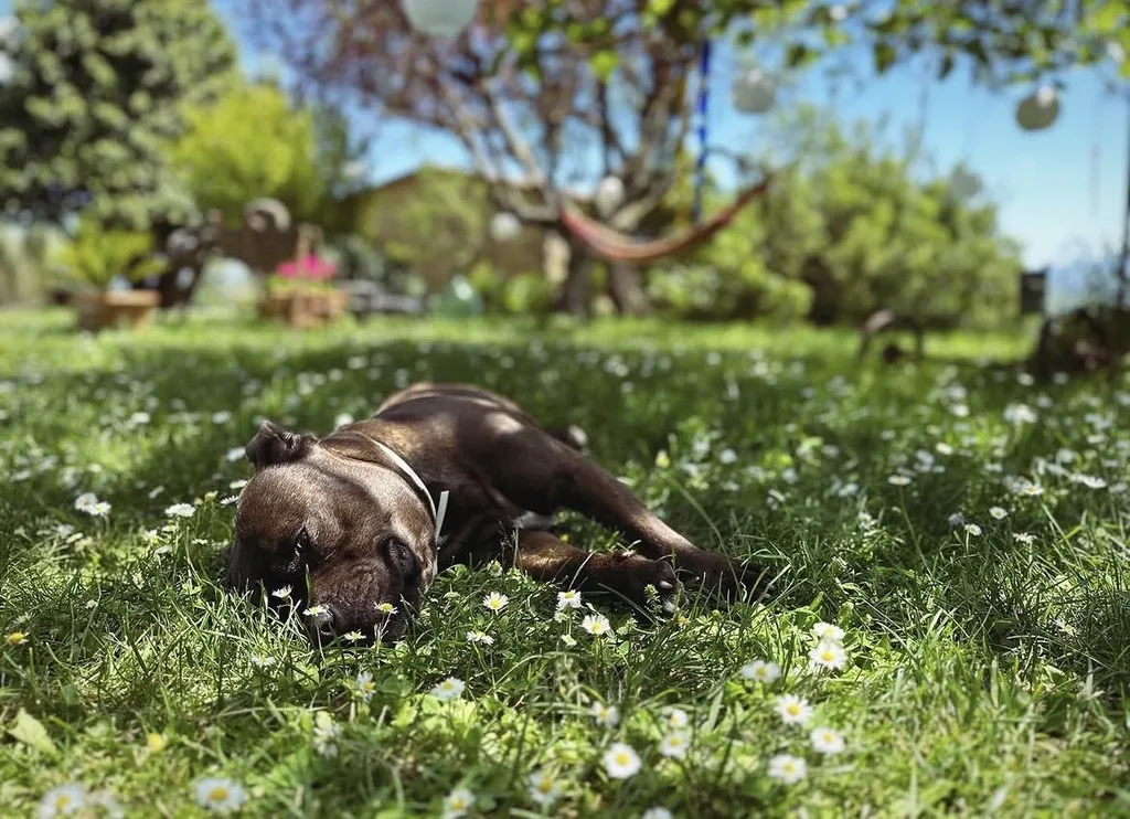 Our little dog in the garden