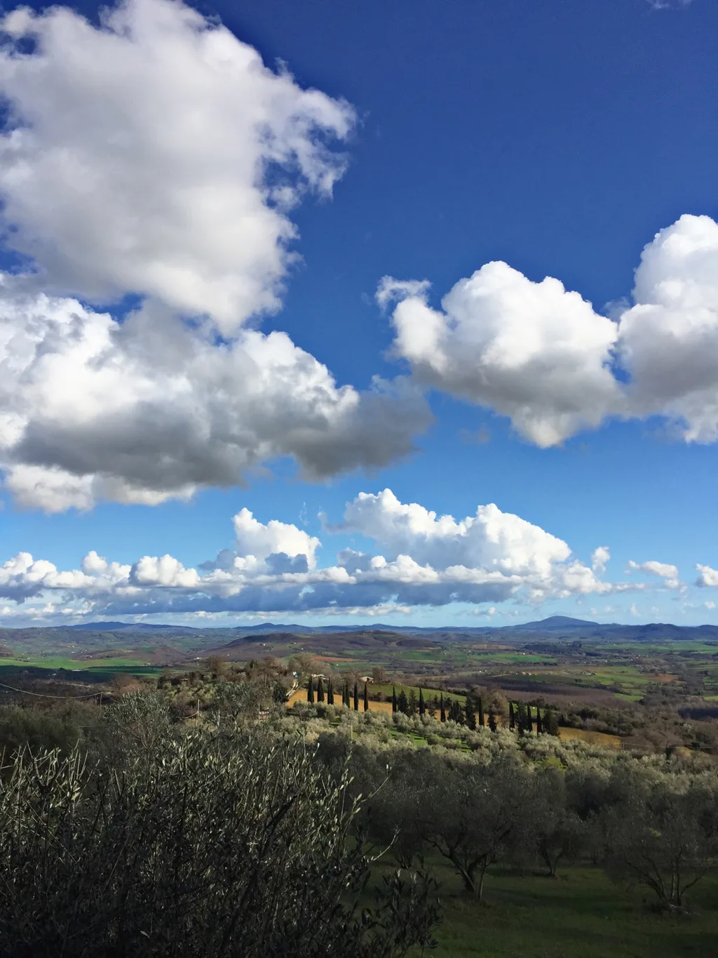 The hills of the Maremma, around the estate
